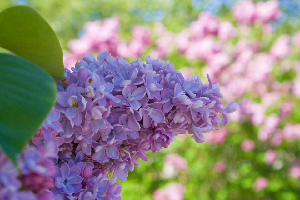 Lilac
