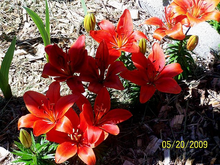 Lilies Border 12