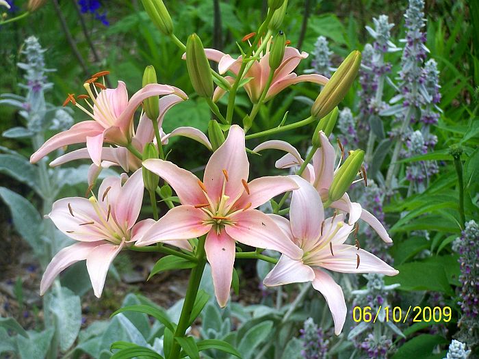 Lilies pk 1