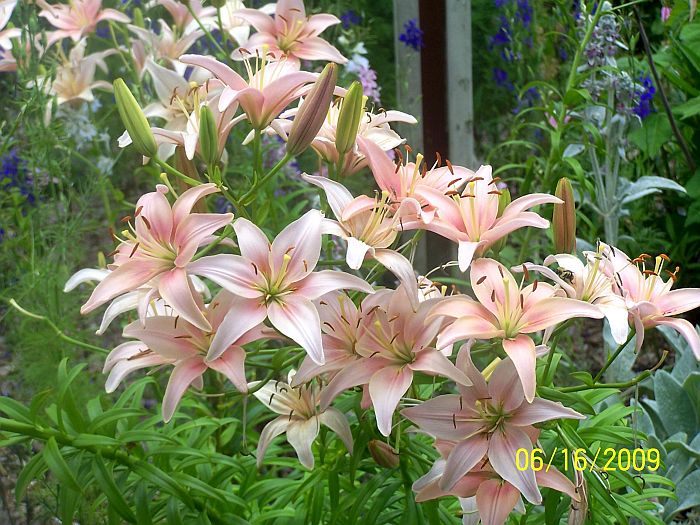 Lilies pk 5