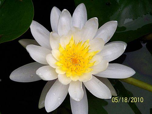 Lily- water 4