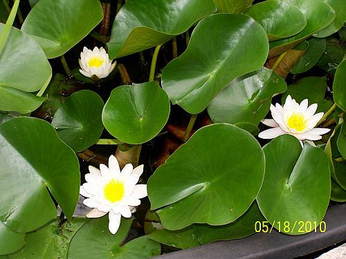 Lily- water 5