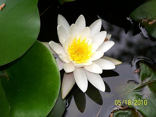 Lily- water2 2