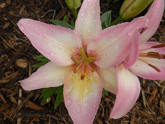 lily