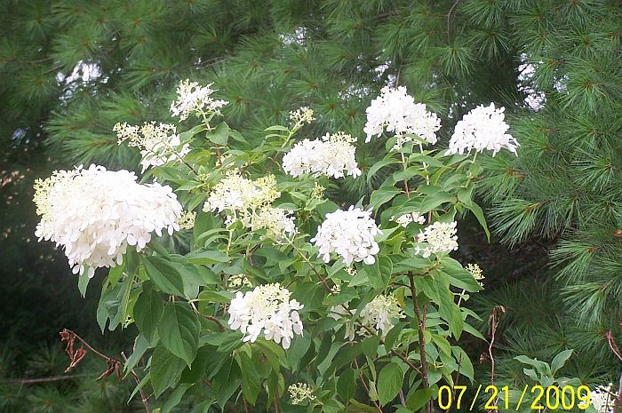 Limelite Hydrangea 1