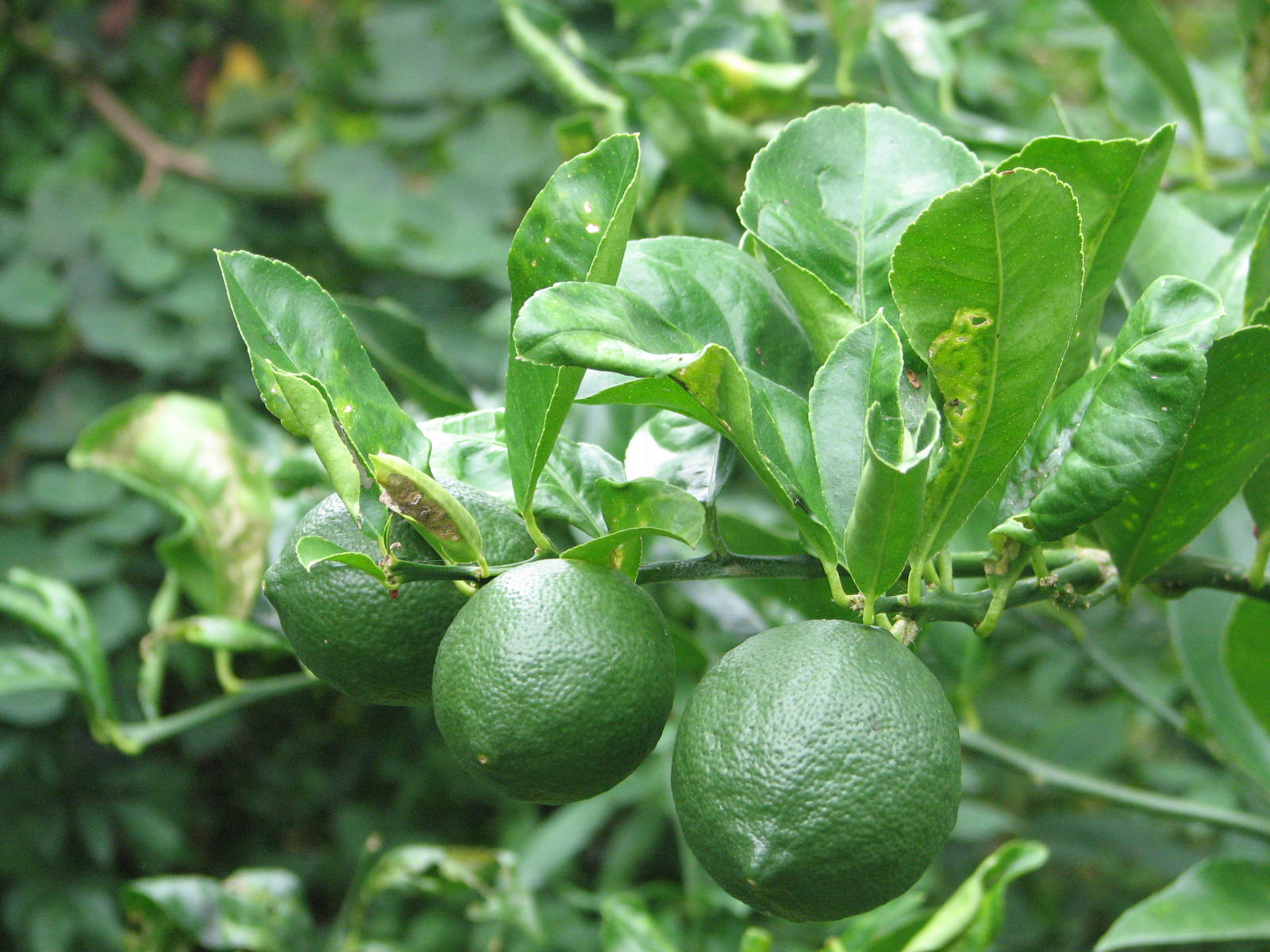 Limes