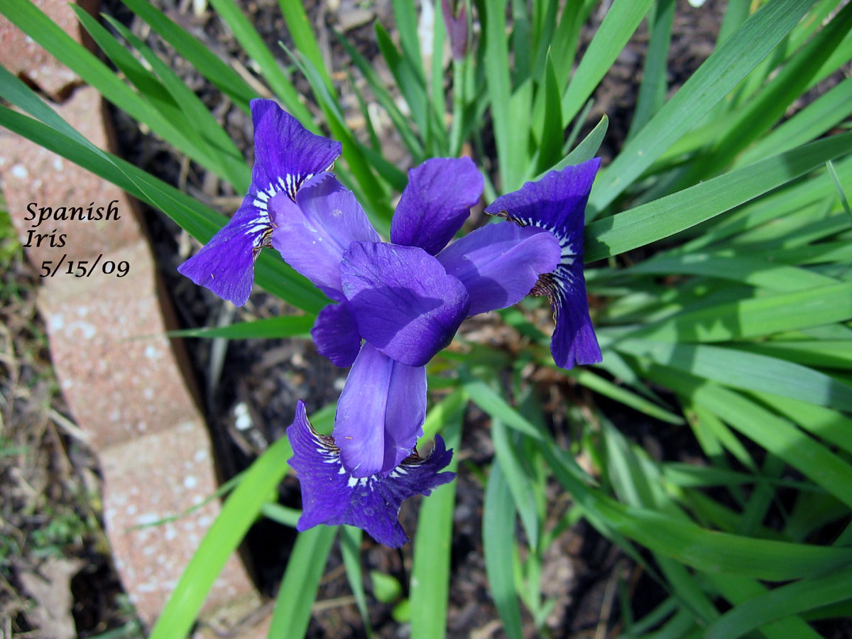 Little Spanish Iris