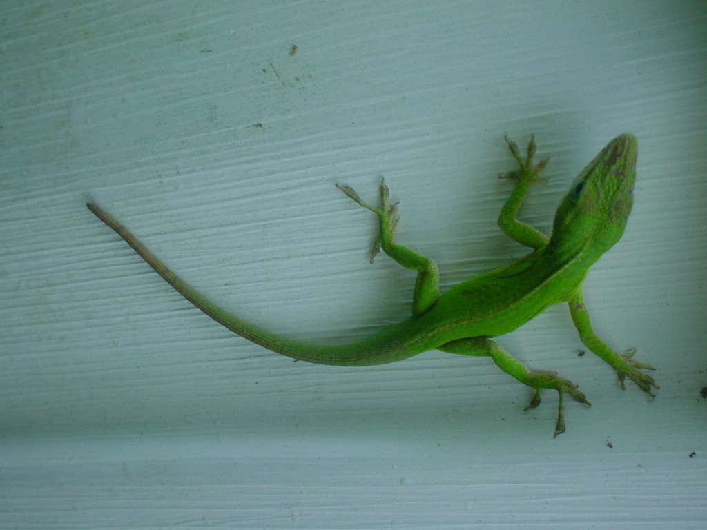 Lizard