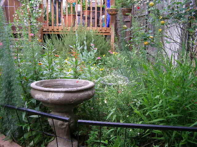 looking back from the back of the yard