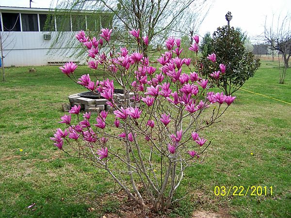 Magnolia 2