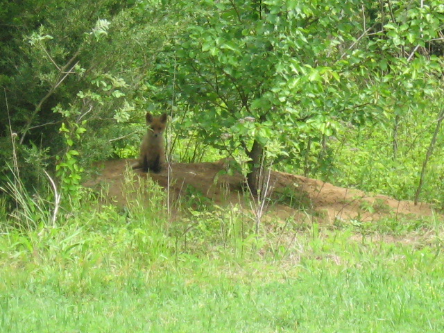 Mama Fox Stand Guard at the Den While the Babies Nap