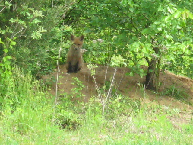 Mama Fox Stand Guard at the Den While the Babies Nap