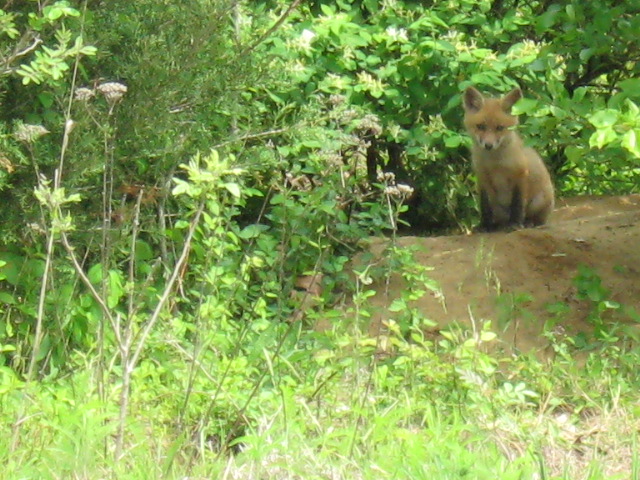 Mama Fox