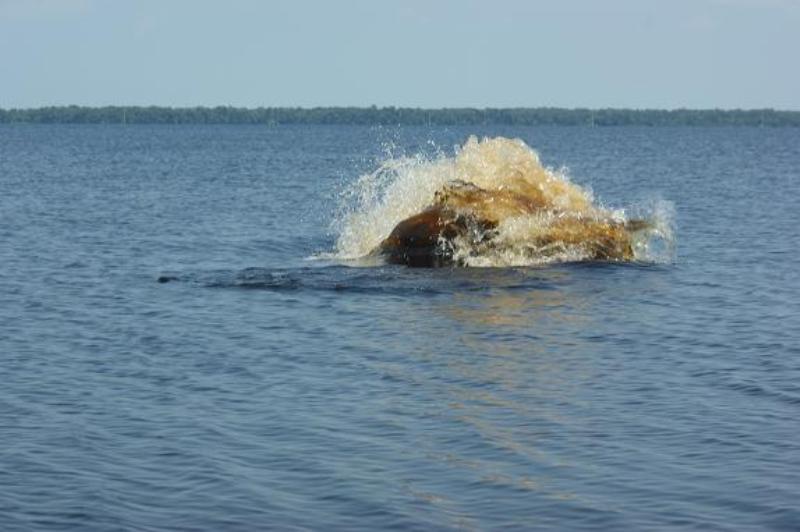 Manatee