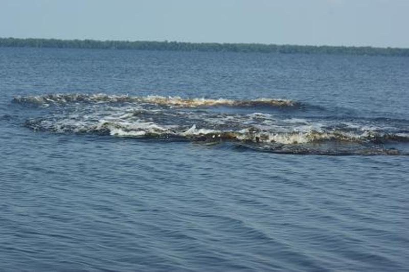 Manatee