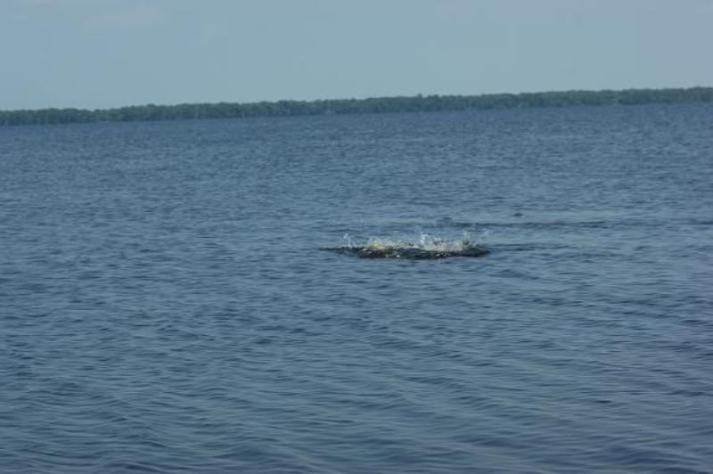 Manatee