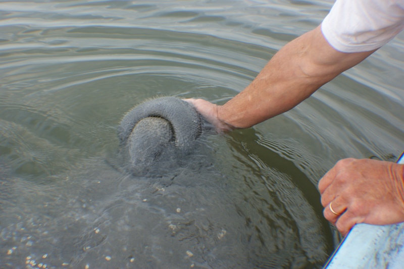 Manatee