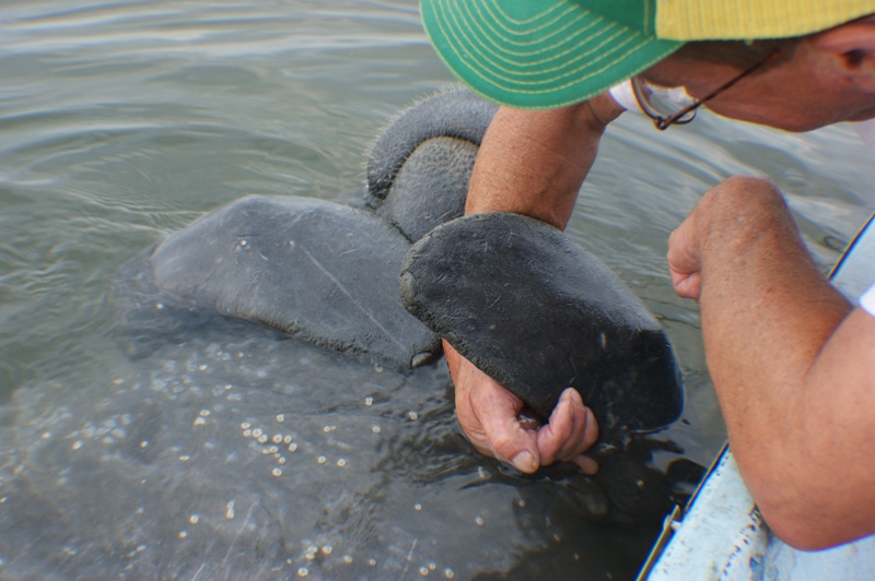 Manatee