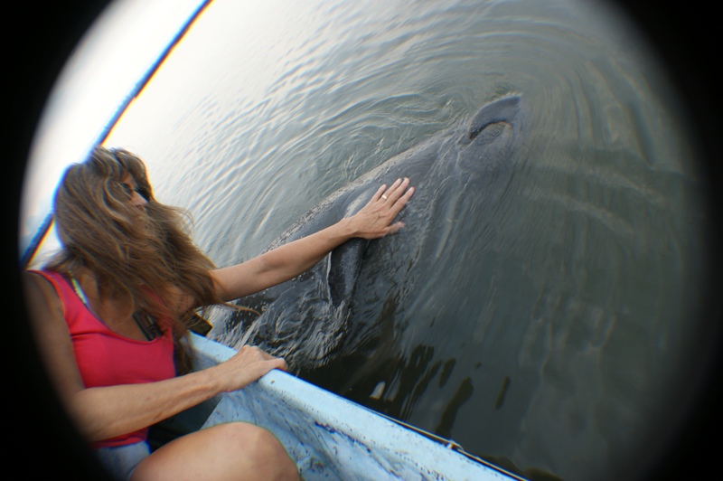 Manatee