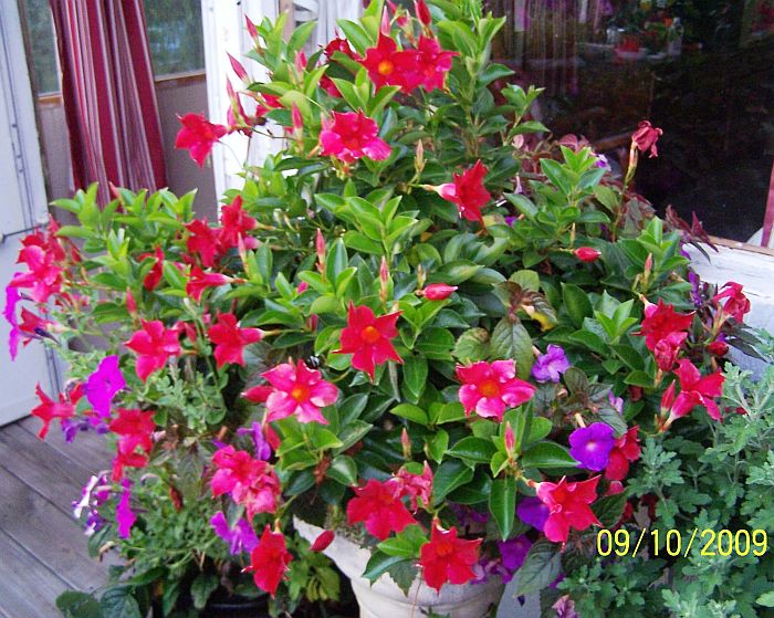 Mandeville red 1