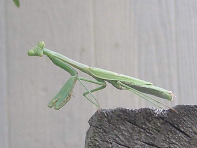 mantis_004