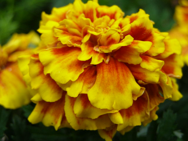 mariglod