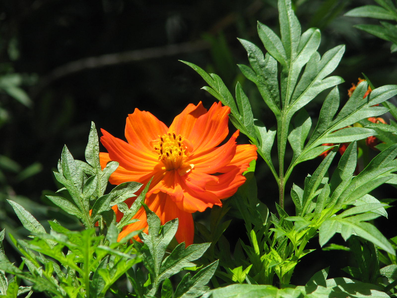 Marigold