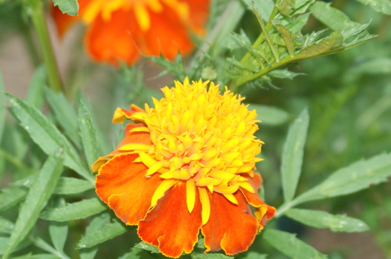 marigolds