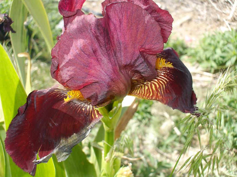maroon brown