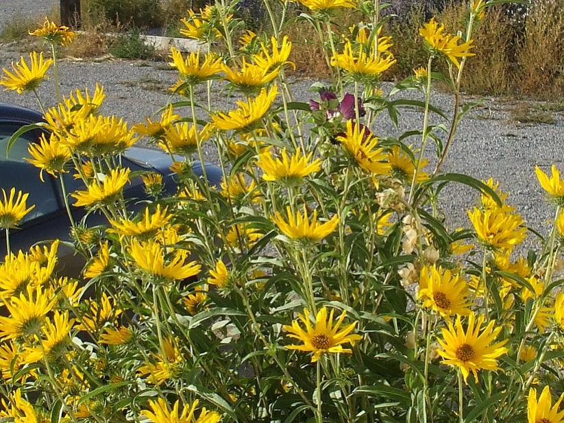 max sunflowers