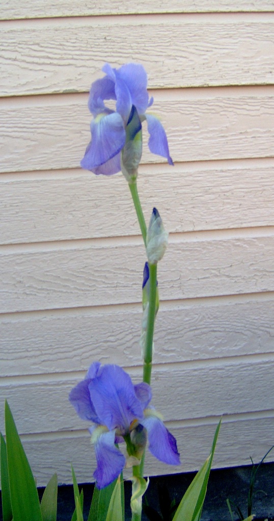 May 17 09 002
