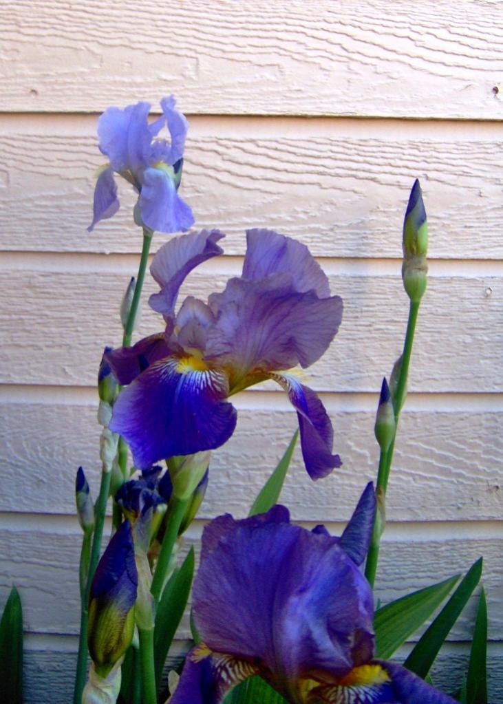 May 17 09 004