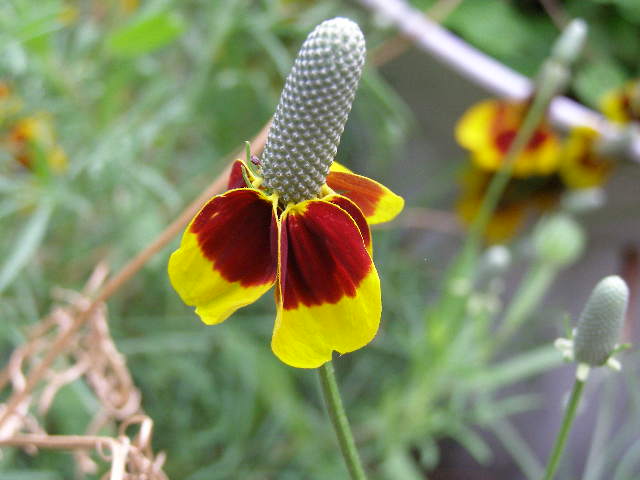 Mexican hat