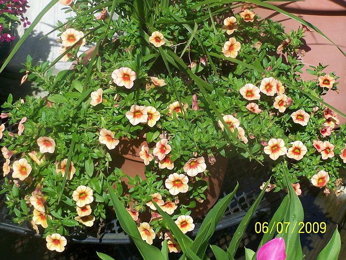 Million Bells 1
