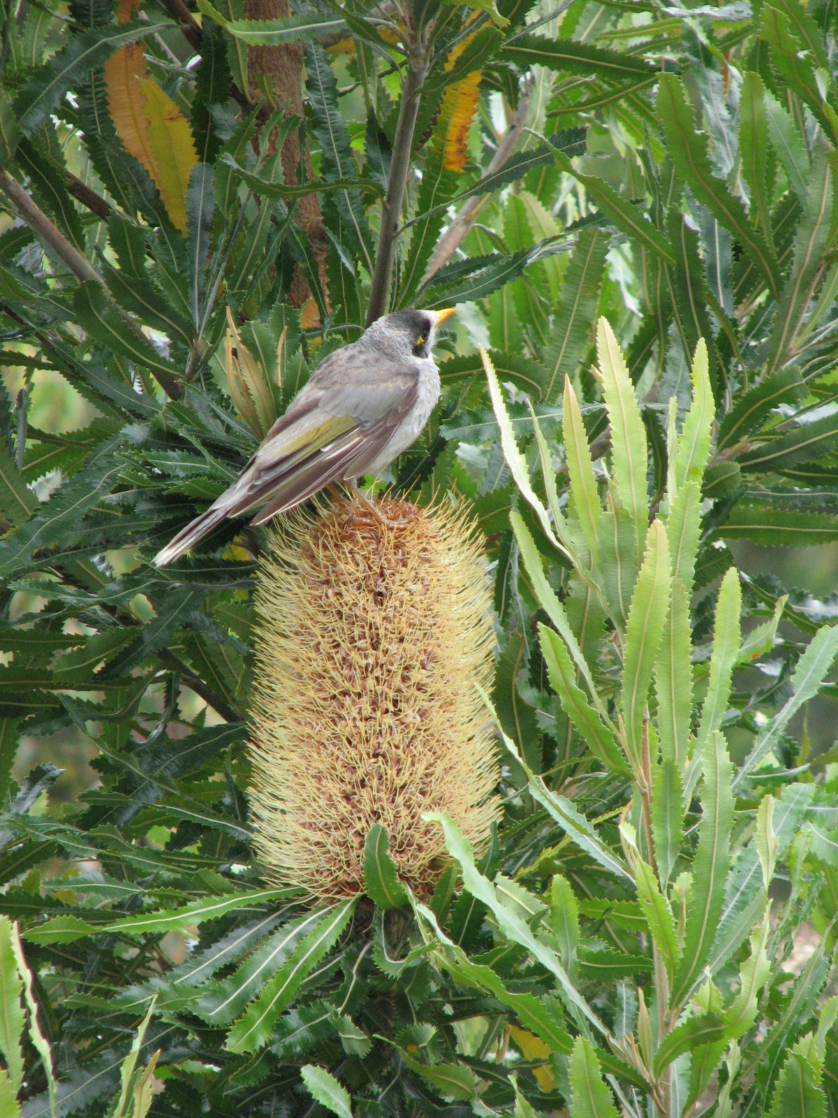 Minerbird