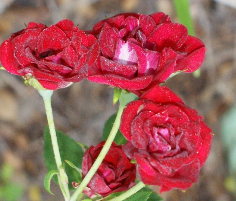 mini_roses