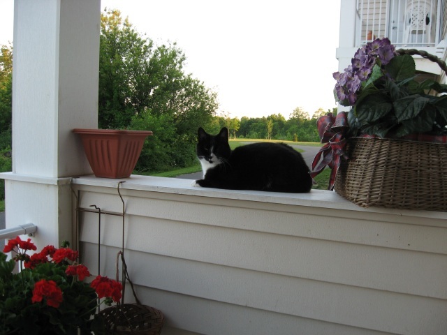 Missy