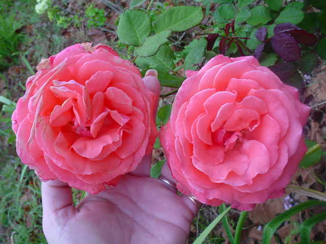 Mom_s_flowers_001