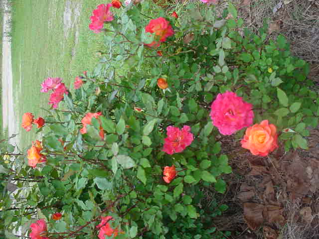 Mom_s_flowers_008