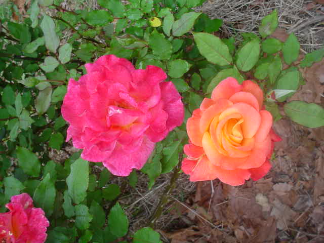 Mom_s_flowers_009