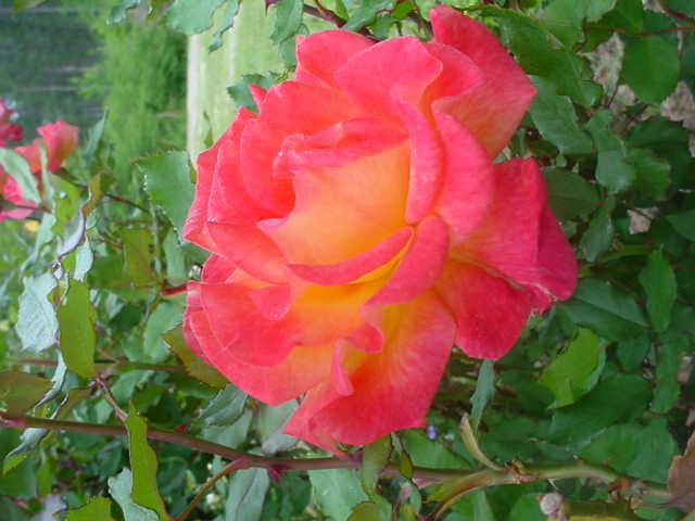 Mom_s_flowers_010