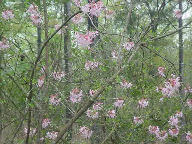 MOMS FLOWERS 001