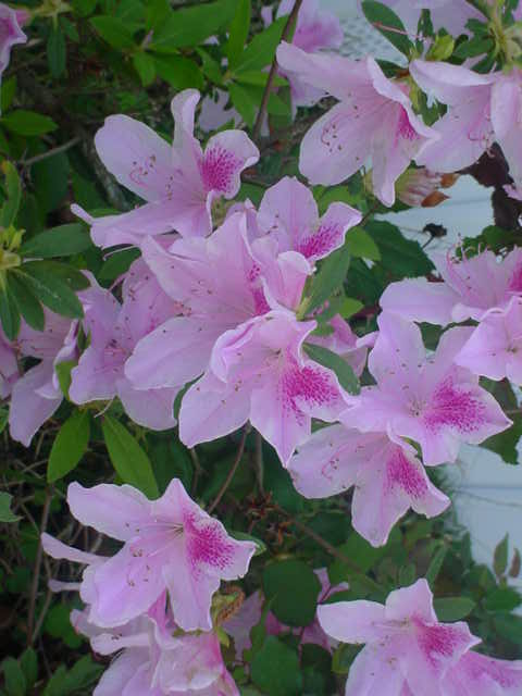 MOMS FLOWERS 001