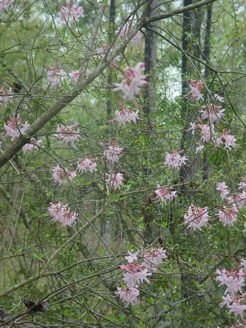 MOMS FLOWERS 002