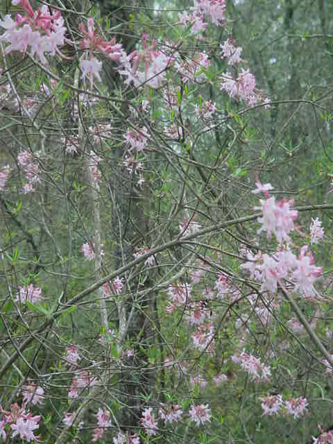 MOMS FLOWERS 003