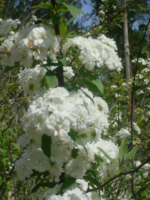 MOMS FLOWERS 004
