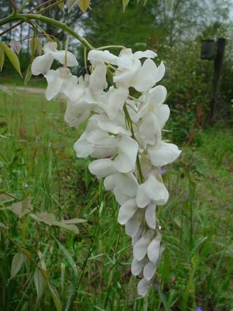 MOMS FLOWERS 004