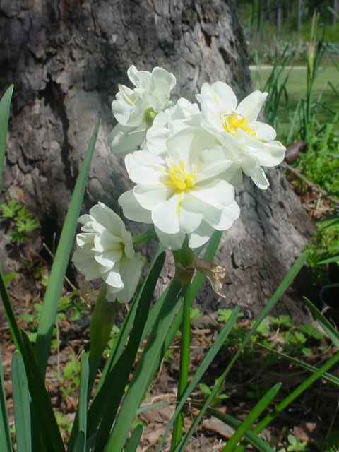 MOMS FLOWERS 006