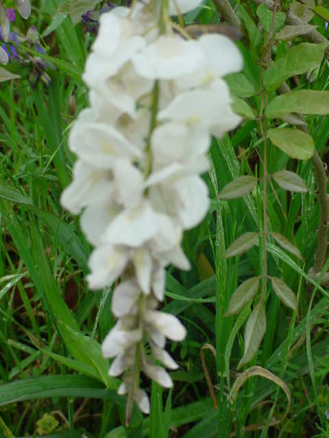 MOMS FLOWERS 007