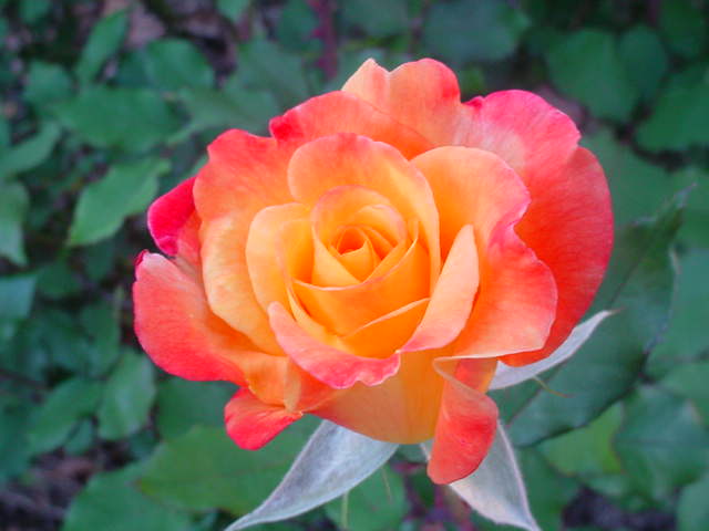 Moms flowers 007